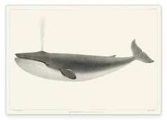 Wal mit Wasser-Fontäne