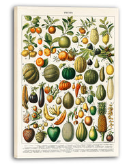 Adolphe Philippe Millot - Botanische Karte bunter Früchte