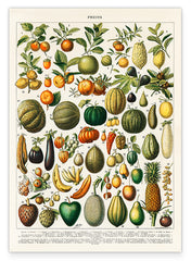 Adolphe Philippe Millot - Botanische Karte bunter Früchte
