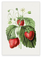 Erdbeer-Früchte am Zweig