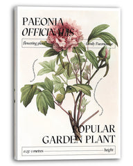 Pfingstrosen Steckbrief "Paeonia Officinalis"