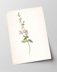 Margaret Neilson Armstrong - Amerikanische Wildblumen mit rosa Blüten