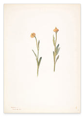 Margaret Neilson Armstrong - Gelbe Blumen mit kleinen Köpfen