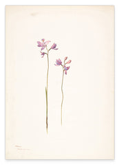 Margaret Neilson Armstrong - Lila Orchideen oder Lilien