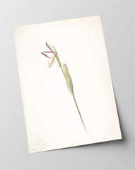 Margaret Neilson Armstrong - Rote und weiße Orchidee