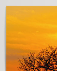 After Hover: Baum in der Savanne