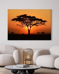 After Hover: Afrikanischer Baum bei Sonnenuntergang