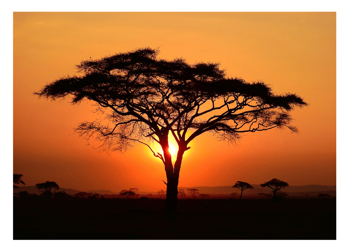 Afrikanischer Baum bei Sonnenuntergang