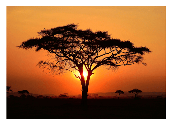 Afrikanischer Baum bei Sonnenuntergang