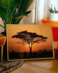 After Hover: Afrikanischer Baum bei Sonnenuntergang