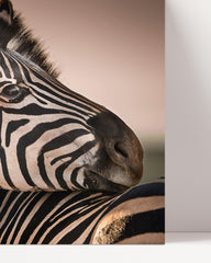 After Hover: Zebras