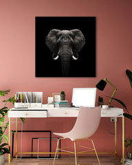 After Hover: Elefant-Portrait auf schwarzem Hintergrund