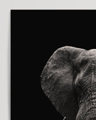 After Hover: Elefant-Portrait auf schwarzem Hintergrund