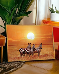 After Hover: Zebras bei Sonnenuntergang