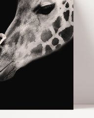 After Hover: Giraffen-Familie auf schwarzem Hintergrund