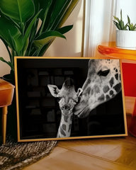 After Hover: Giraffen-Familie auf schwarzem Hintergrund