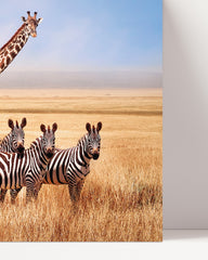 After Hover: Giraffe und Zebras in der Savanne