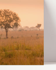 After Hover: Giraffen in der Savanne