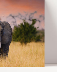 After Hover: Elefanten-Familie