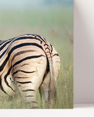 After Hover: Zebra-Mama und Junges