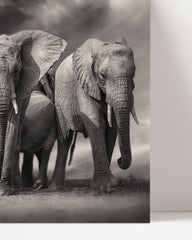 After Hover: Elefanten-Herde in Schwarz-Weiß