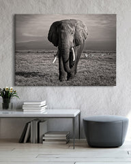 After Hover: Elefant in Schwarz-Weiß