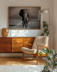 After Hover: Elefant in Schwarz-Weiß