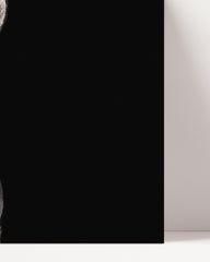 After Hover: Zebra Tier Fotografie Schwarz-Weiß