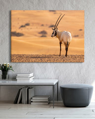 After Hover: Südafrikanischer Spießbock - Oryx Gazella