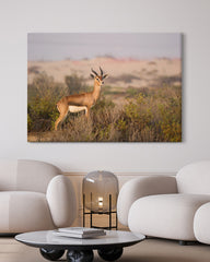 After Hover: Afrikanische Springbock Antilope