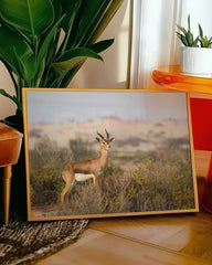 After Hover: Afrikanische Springbock Antilope