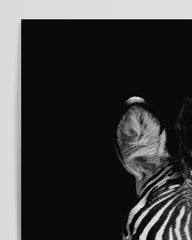After Hover: Zebra auf schwarzem Hintergrund