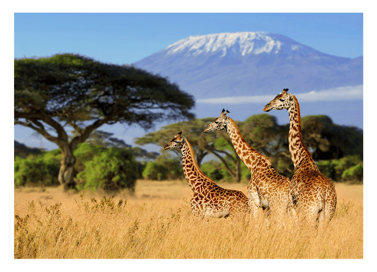 Giraffen in der Savanne