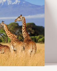 After Hover: Giraffen in der Savanne