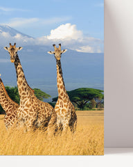 After Hover: Giraffen in der Savanne