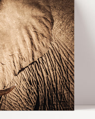 After Hover: Elefant - Nahaufnahme