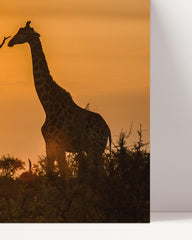 After Hover: Giraffe bei Sonnenuntergang
