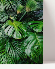 After Hover: Palmen-Blätter im Regenwald