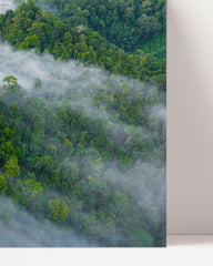 After Hover: Regenwald im Nebel