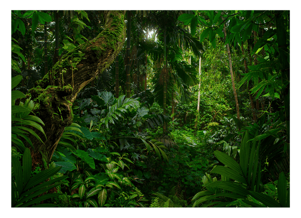 Pflanzen-Vielfalt im Regenwald