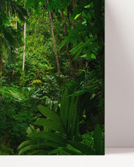 After Hover: Pflanzen-Vielfalt im Regenwald