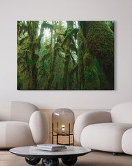 After Hover: Regenwald - Bäume mit Moos im Dschungel