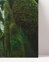 After Hover: Regenwald - Bäume mit Moos im Dschungel