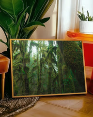 After Hover: Regenwald - Bäume mit Moos im Dschungel