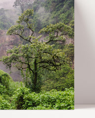 After Hover: Asiatischer Regenwald