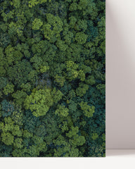 After Hover: Regenwald von oben