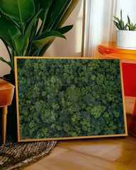 After Hover: Regenwald von oben