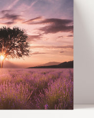 After Hover: Baum auf einem Fliederfeld