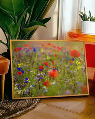 After Hover: Blumenwiese im Sommer