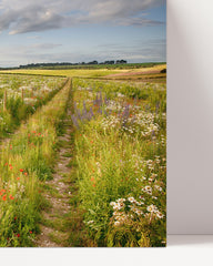 After Hover: Weg auf einer Blumenwiese